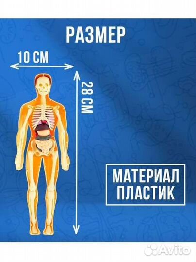 Анатомическая модель человека органы