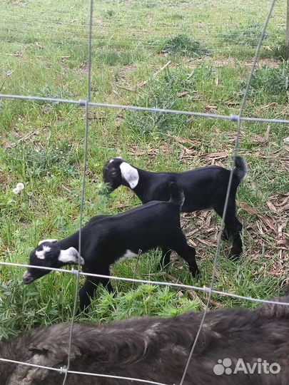 Англо-нубийские козлята