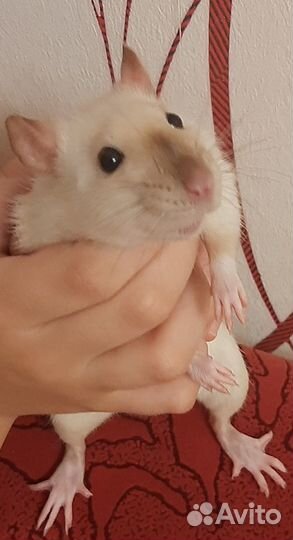 Крыски малыши сиамы