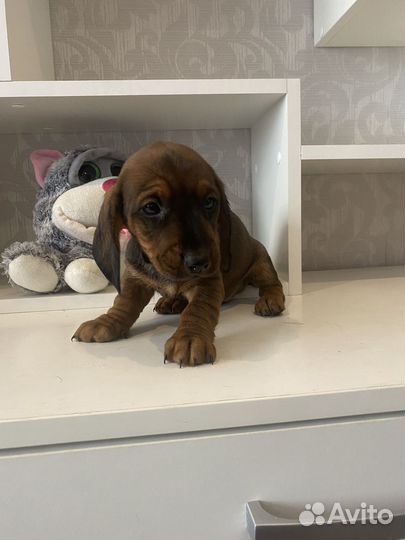 Такса таксы