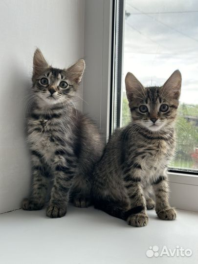 Котята мальчики в добрые руки