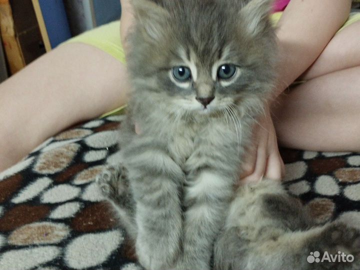 Кошка в дар