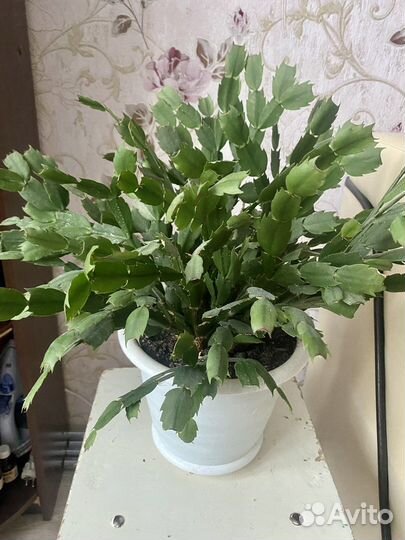 Цветок декабрист