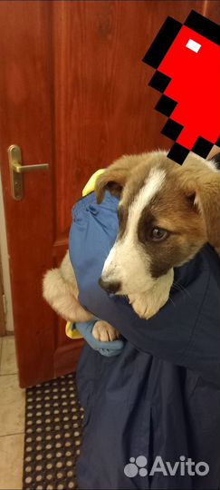 Щенок 3 месяца