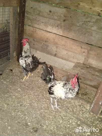 Петухи маладой