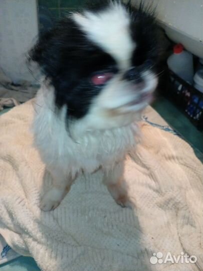 Найдена собака в Октябрьске