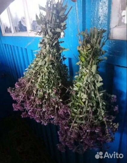 Душица луговая (свежий сбор 2023 года)