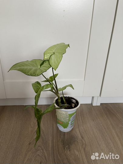 Комнатные растения цветы
