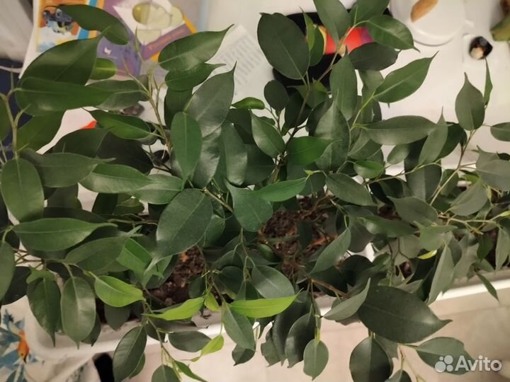 Фикус бенджамина Наташа