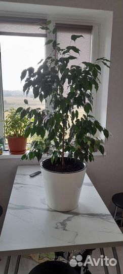 Фикус Бенджамина