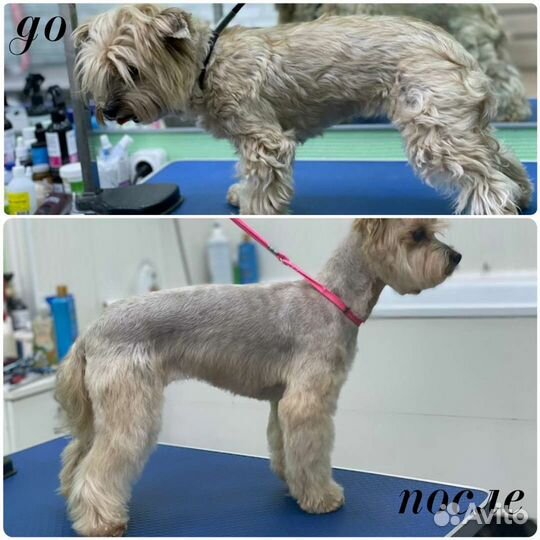 Груминг. Стрижка собак