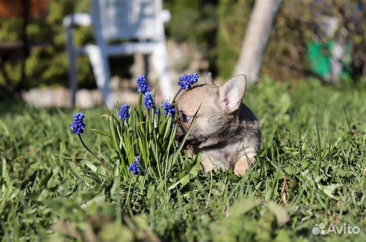 Кукольные малыши