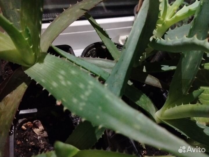 Монстера манки маск