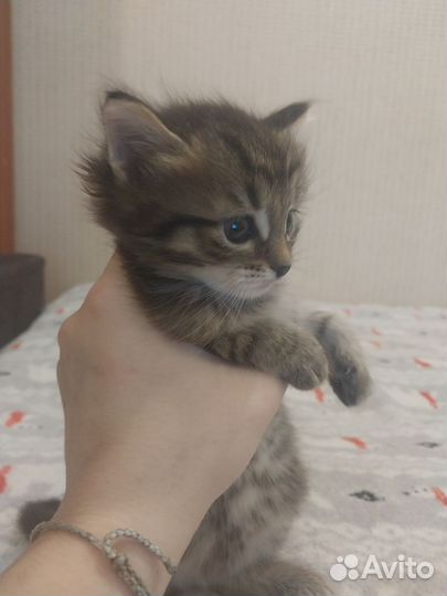 Котята