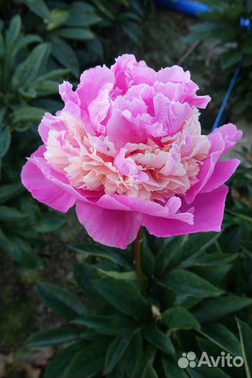 Пион сорта Anima