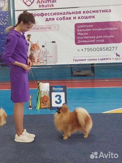 Немецкий шпиц вязка