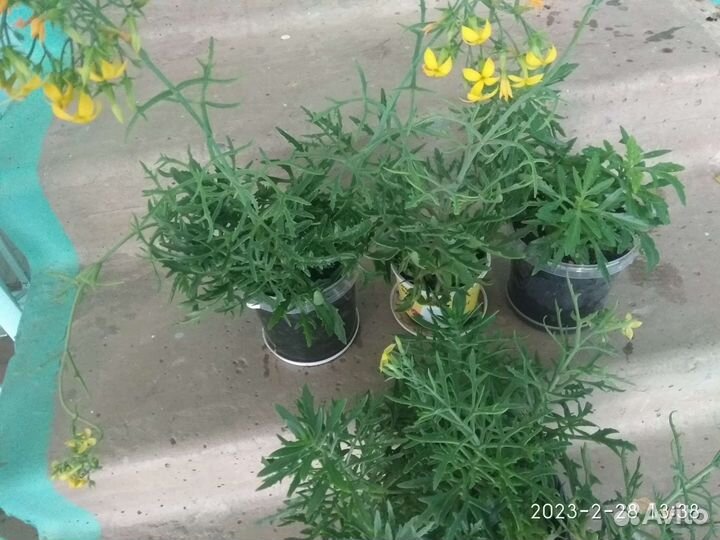 Платицериум-оленьи рога