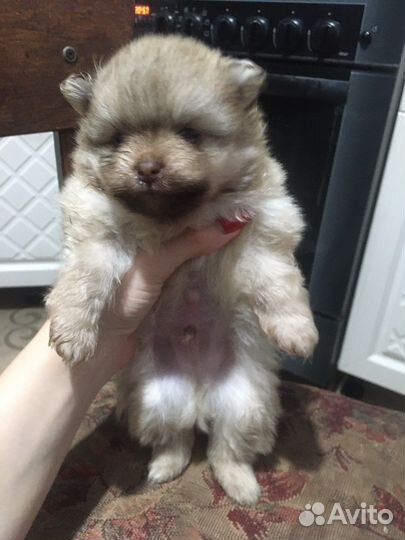 Померанский шпиц