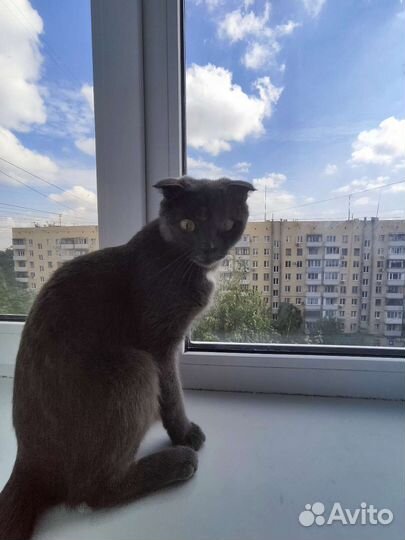 Британская вислоухая в дар