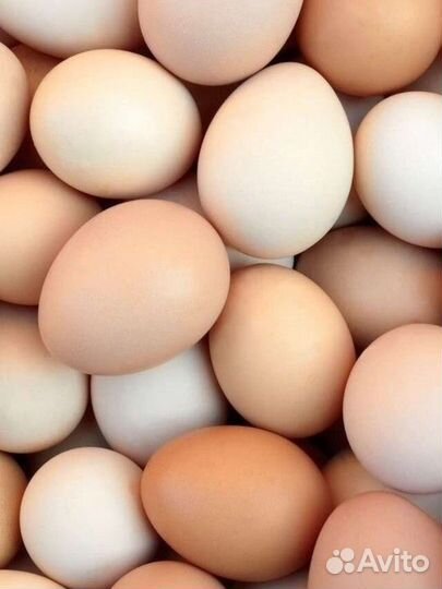 Домашние куриные яйца