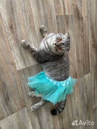 Шотландская