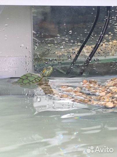 Красноухая черепаха с аквариумом