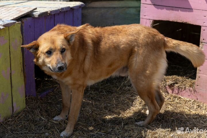 Собачка в добрые руки