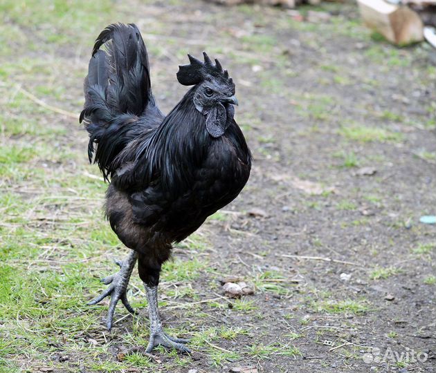 Ухейилюй молодые петухи