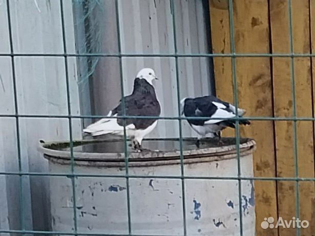 Голуби