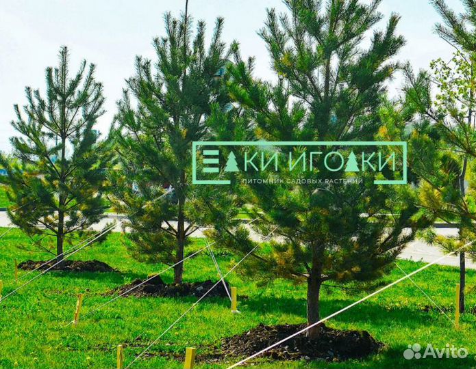 Крупномер Сосна обыкновенная 9 м