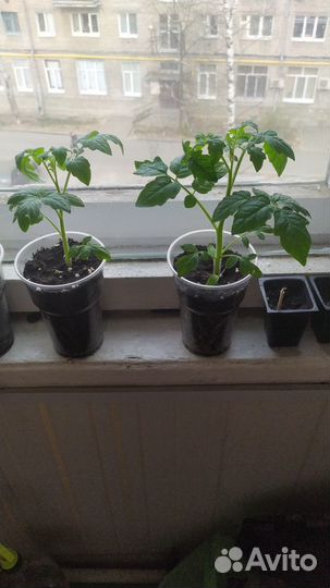 Помидоры балконное чудо