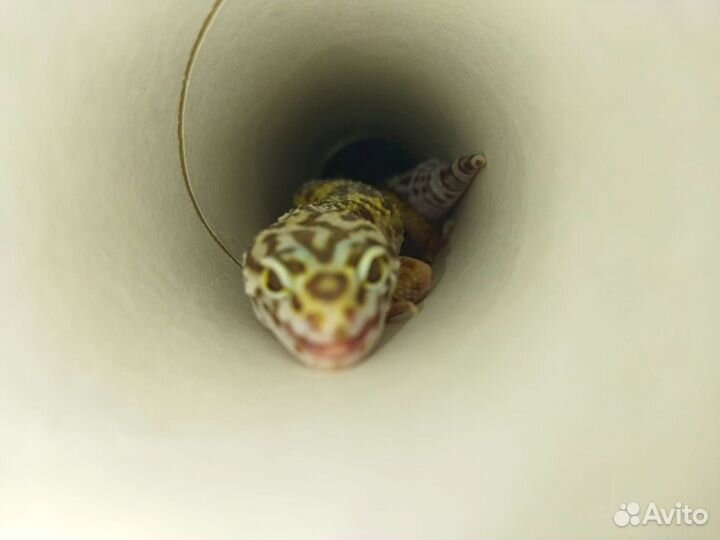 Геккон эублефар