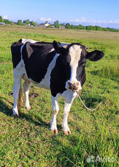 Корова дойная с теленком