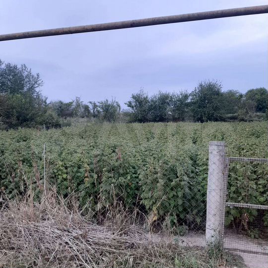 Участок 15 сот. (ИЖС)