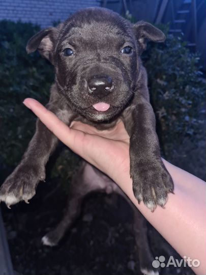 Щенок питбуль девочка