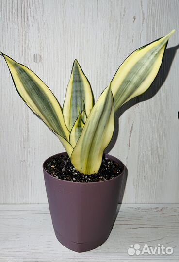 Сансевиерия Сплеш