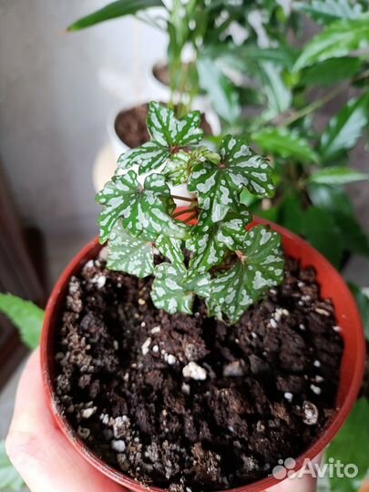 Цветы, бегония карликовая