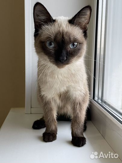 Кошка бесплатно