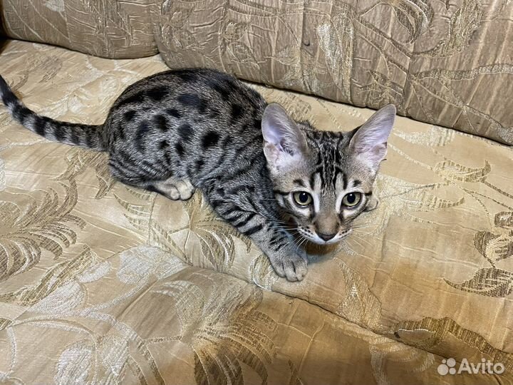 Бенгальский котенок