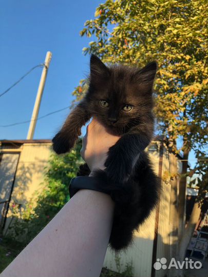 Котята ищут дом