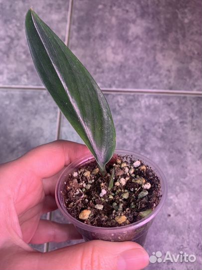 Сциндапсус, филодендрон