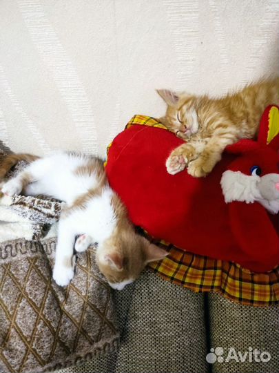 Котята в добрые руки