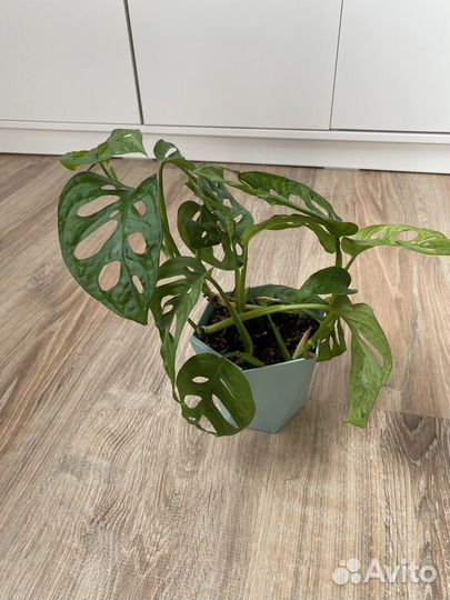 Монстера манки маск