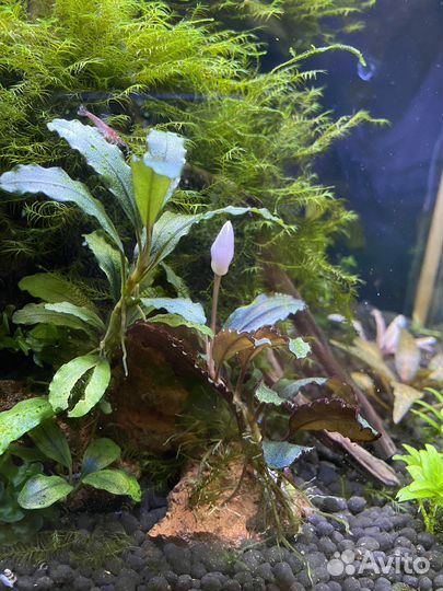 Криптокорина нури