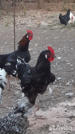 Молодые петухи