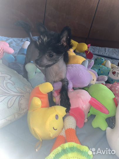 Китайская хохлатая