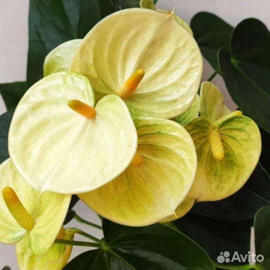 Антуриум Ванила