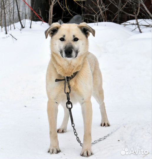 Собака девочка Веста