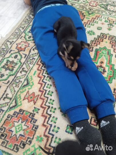 Той-терьер щенки