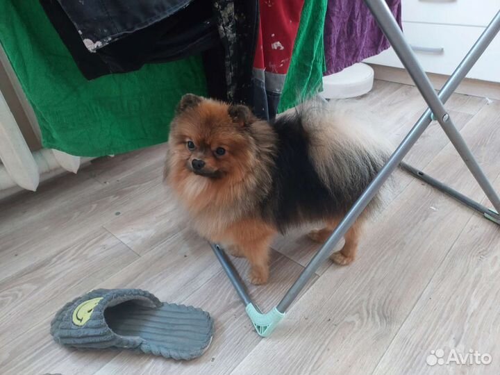 Померанский шпиц вязка кобель (не продажа)